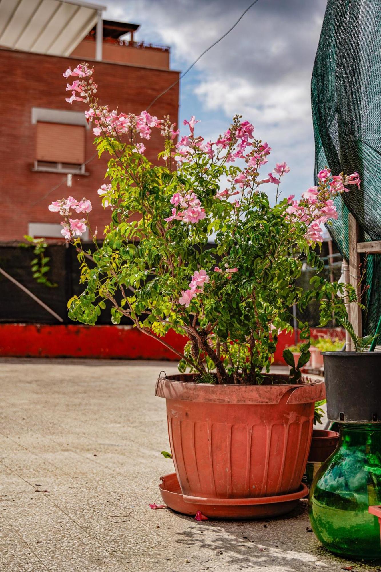 Отель Bed & Breakfast La Terrazza Латина Экстерьер фото